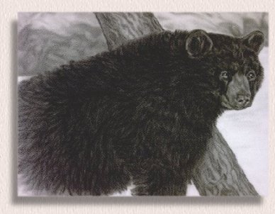 Charcoal portrait of a North American Black Bear by portrait artist Nancy Anthony