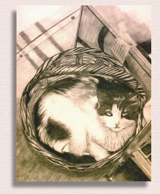 Charcoal Painting of Fifi the Cat created by Portrait Artist Nancy Anthony