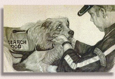 Painting of 911 Search and Rescue Dog - Porkchop - created in charcoal by portrait artist Nancy Anthony